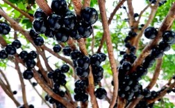 嘉宝果砧木品种选哪个好？