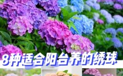 耐寒好养的绣球花品种有哪些？