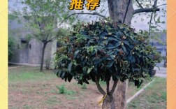 北京适合栽种哪些桂花品种？