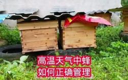 中蜂四季管理技术视频