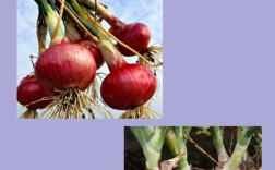 洋葱种植技术有哪些关键要点？