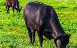 无角母牛是哪种品种好