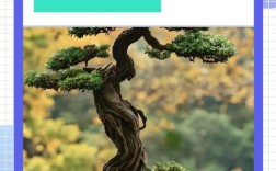 盆景栽培技术视频，新手如何快速入门？