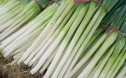 夏季种啥大葱品种产量高？