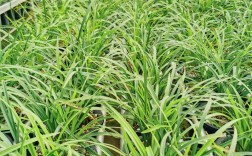 兰花品种不同，生长地有何差异？