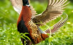 广西七彩山鸡养殖技术有哪些要点？