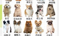 哪些狗品种适合当肉狗饲养？