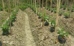 粉葛种植技术在线看，哪里能学？