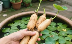 莲藕莲藕种植技术视频