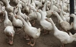 养70天的鹅是什么品种？