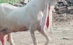 红耳绵羊是什么品种？