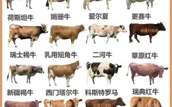 奶牛是肉用牛品种吗？