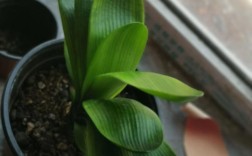 君子兰所有品种及图片