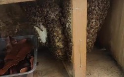 诱捕中蜂，养殖技术视频有哪些关键步骤？