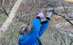 北方果树修剪新技术视频，新在哪？