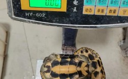 石龟苗2025年价格会涨还是跌？