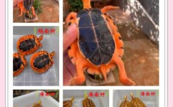 广西金钱龟具体是哪个龟种？