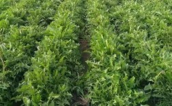 蒲公英在果园里怎么种才高产？