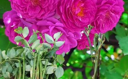 哪种蔷薇品种香气最浓？