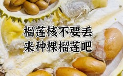 榴莲种植视频教程有哪些关键要点？