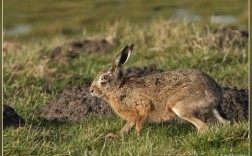 山上养兔选什么品种合适？