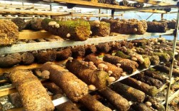 香菇168的栽培技术