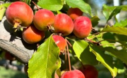 海棠品种有哪些？