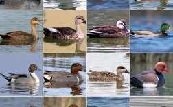 鸭子品种有哪些？图片里能看全吗？