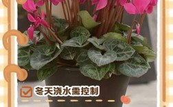 温室仙客来如何精细管理？