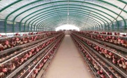 养殖土鸡技术与鸡舍建设，关键要点有哪些？