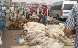 河北尚村皮毛最新价格行情如何？