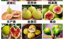 无花果哪个品种好？种植选种看啥？