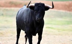 山东黑牛是哪个品种？