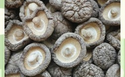 干香菇品种众多，哪种才是最优选？