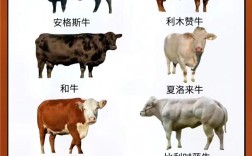 肉牛催肥绝招有哪些关键技术要点？