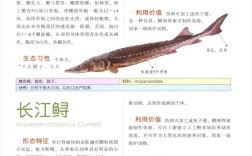 什么品种的鲟鱼是最好的