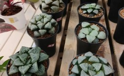 多肉万象品种怎么选？