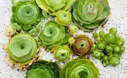 山地玫瑰品种名称图片有哪些？