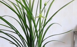 家里适合养啥品种兰花