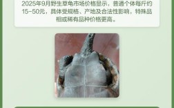 2025草龟苗价格会涨还是跌？