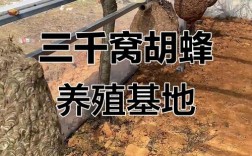 CCTv7胡蜂养殖技术，新手如何快速入门？