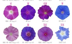 牵牛花品种怎么分好坏