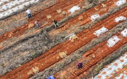 广西淮山种植技术视频有哪些要点？