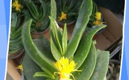 佛手嫁接技术视频教程，关键步骤有哪些？