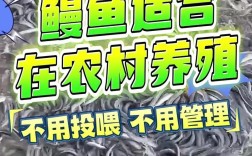 北京周年养殖河鳗技术难点有哪些？