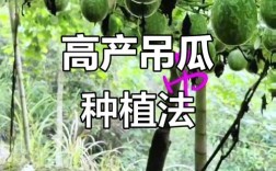 吊瓜种植技术视频，新手怎么学？