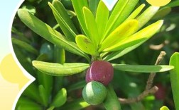 罗汉松结果品种有哪些？