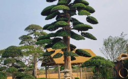 哪些常见树既好看又好养？