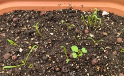 冬季菠菜种植技术要点有哪些？