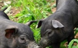 湖南黑猪品种有哪些？